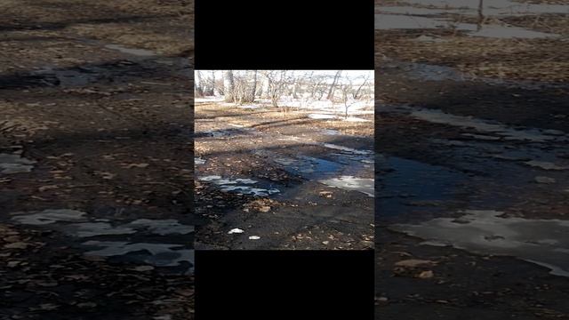 Дорога на работу через лес