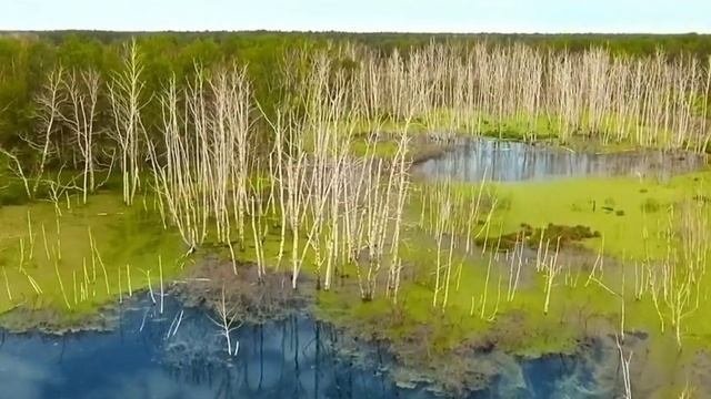 Табиғат зонасы. Қазақстандағы табиғат зонасы. Орманды дала зонасы
