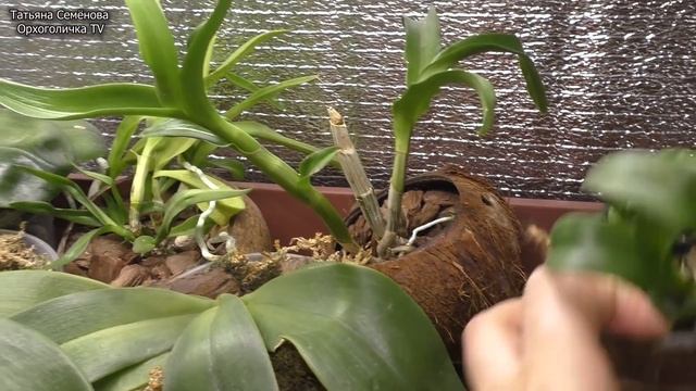 Орхидейная посылка без фаленопсисов Посмотрим, что я купила на этот раз. Экспресс обзор. смотреть онлайн