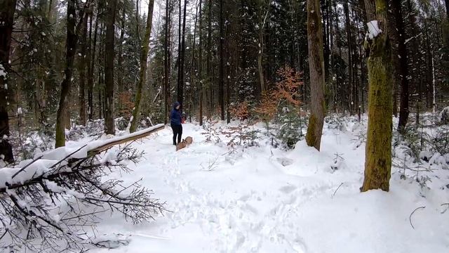 Как все поменялось, апрель теперь зима, грибники забыли лопату откапывать грибы под снегом! смотреть онлайн