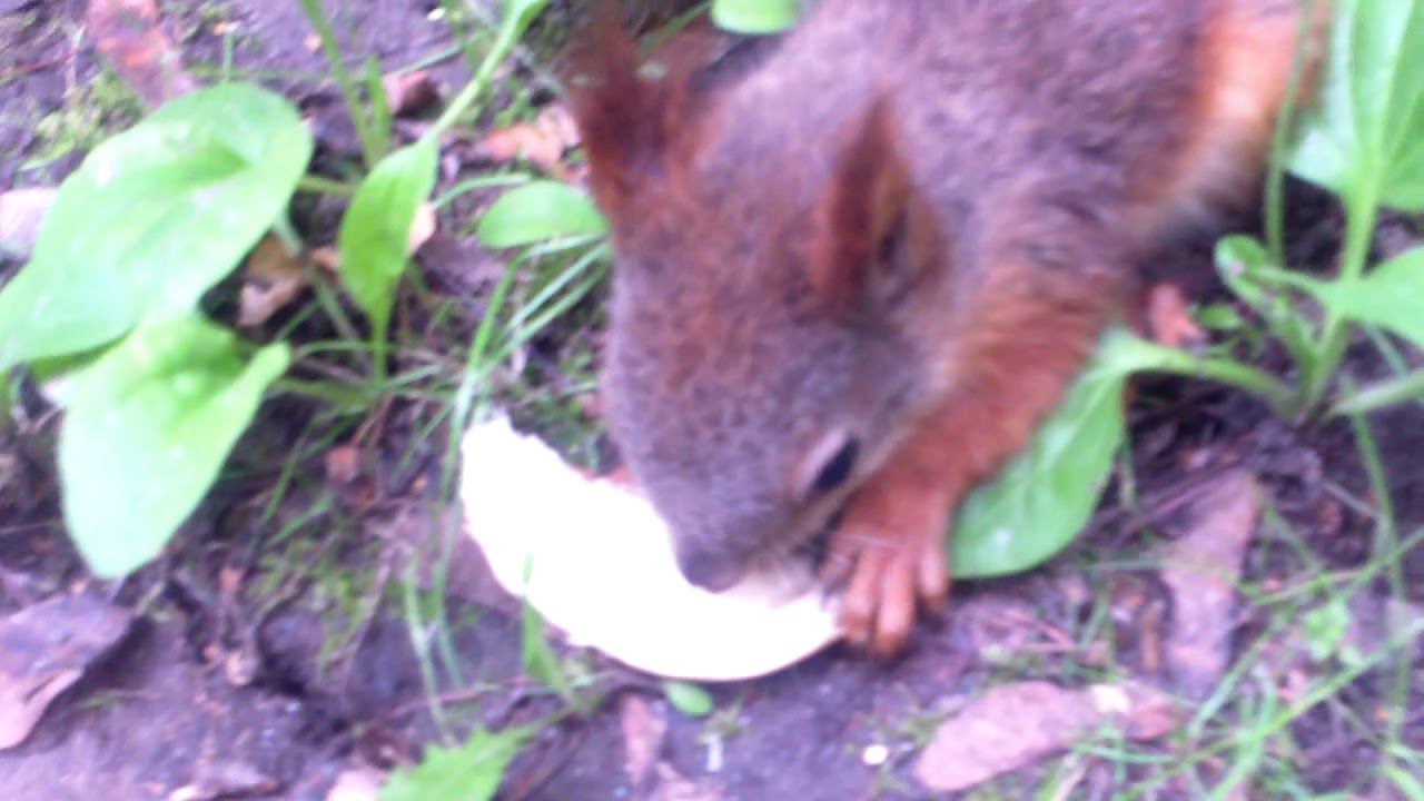 Встреча с белкой смотреть онлайн