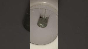 Огромный паук прячется в туалете / Huge spider hiding in toilet