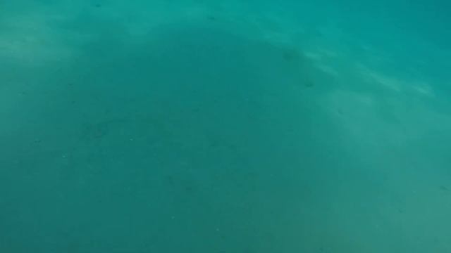 Медузы Черного моря (Анапа)