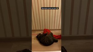 Подборка: Кот Миша / Compilation Cat Misha