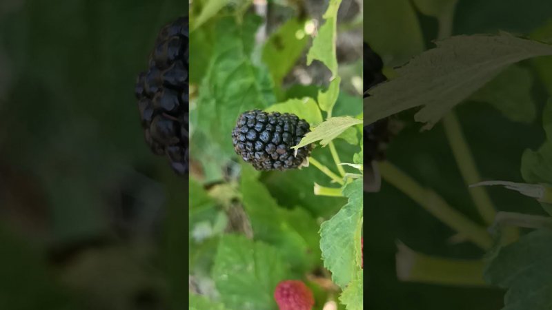 Самый вкусный сорт в мире! "Небеса могут подождать" - сорт безшипной ежевики. Первая ягодка...