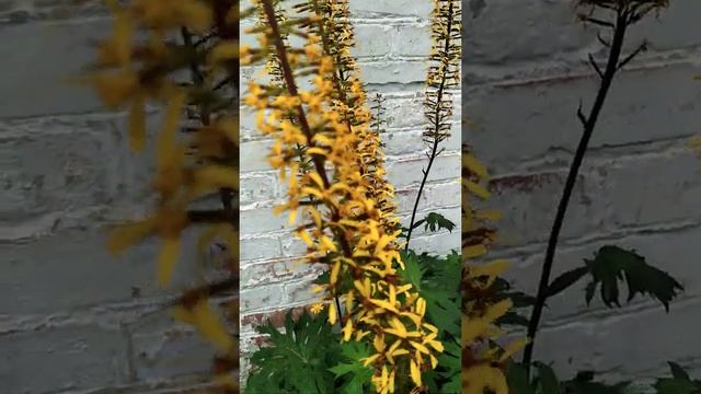 Бузульник Пржевальского (Ligularia przewalskii)