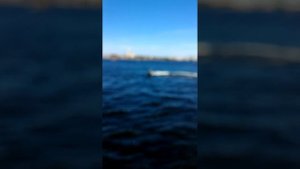 Хулиган на Неве, людям и мне, он понравился ) @ Дворцовый Мост