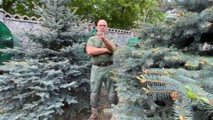 Голуби и хищники.