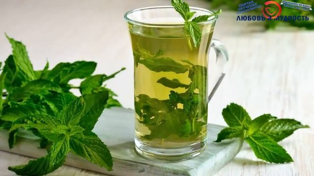 Чай с мятой польза и вред. Все полезные и вредные свойства мяты для здоровья смотреть онлайн
