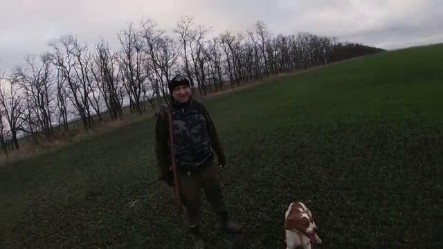Охота на зайца. Краснодарский край. #эпаньольбретон смотреть онлайн