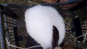 Новые кролики/ вес кроликов в 2 месяца