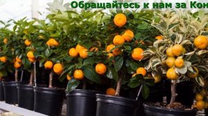 Комнатные Плодоносящие Деревья