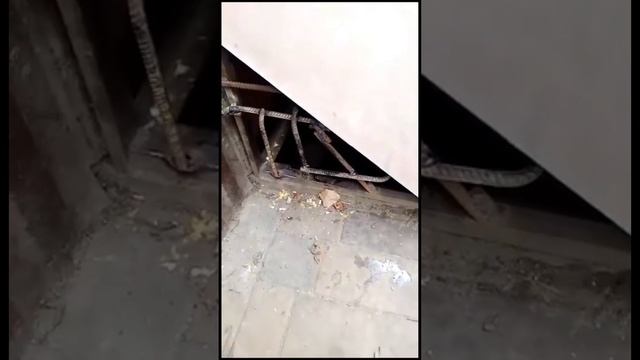 Жители многоэтажки заварили выход из подвала с собаками