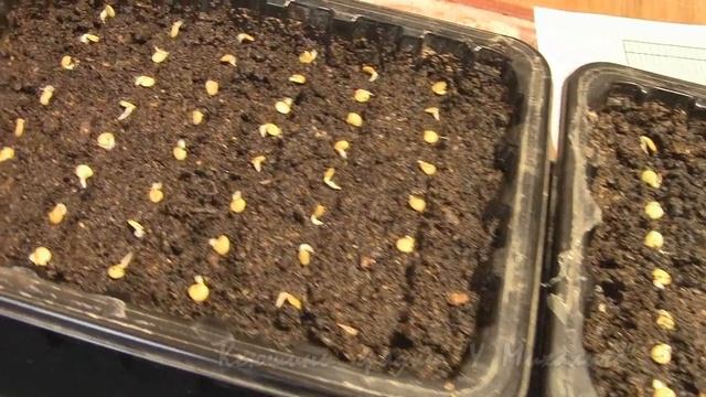 ВЕСНА. Посев перцев проросшими семенами. смотреть онлайн