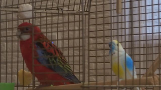Попугай розелла поет, или пластиковая любовь 2...