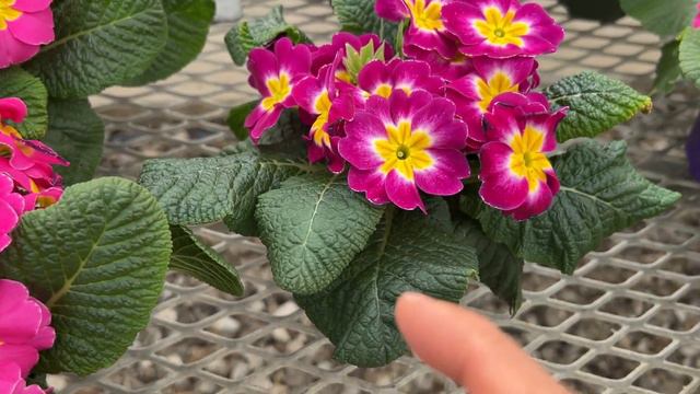 特价报春花 - 说说三种繁殖方法 - Primerose