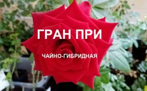 чайно-гибридная роза Гран При насыщенного бархатного алого оттенка, высокая