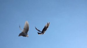 Полет голубей . Замедленная съемка. Flight of pigeons slow motion. Dove