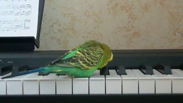 Поющий попугай смотреть онлайн