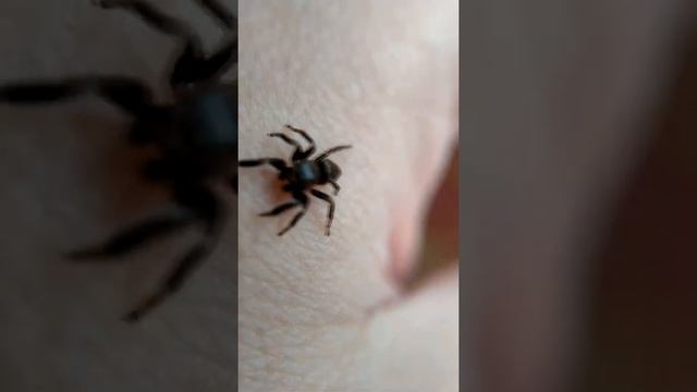 Паук скакунчик Evarcha arcuata ( jumping spider ) смотреть онлайн