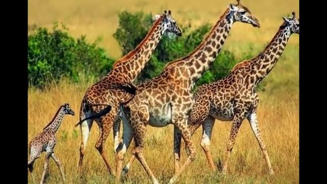 как избавиться от второго подбородка в домашних условиях смотреть онлайн