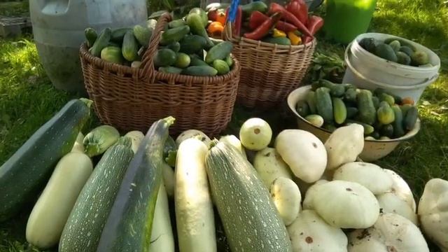 рецепт соленья в бочках