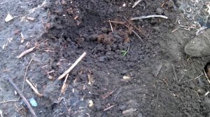 огородные хлопоты....