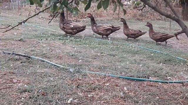 Шоколадные индоутки хозяйства Камчатного смотреть онлайн