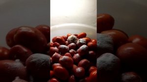 Солим помидоры в бочке со стартовыми бактериями для квашенья овощей.