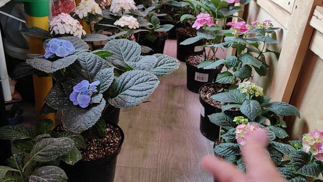 Крупнолистная гортензия 🌿Обзор сортов 🌿С какими проблемами столкнулась, какие выводы?! 🌿22.04.2023 смотреть онлайн