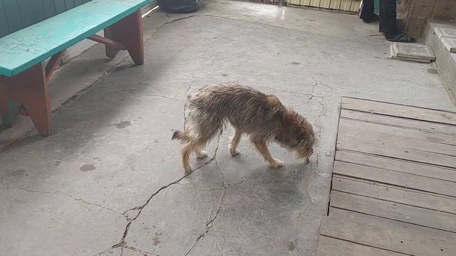 20 мая 2022 г.ЛАСКА И ЩЕНКИ ИЩУТ ДОБРЫЕ РУЧКИ.@gevondyanseda смотреть онлайн