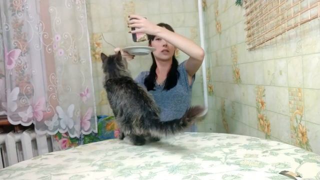 Едим кошачий корм! Тест корма желе "Sheba" лосось с креветками. смотреть онлайн