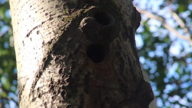 Голос птенца большого пестрого дятла смотреть онлайн