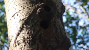 Голос птенца большого  пестрого дятла