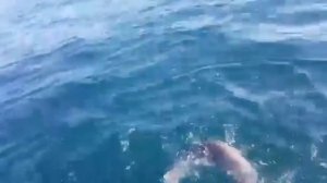 Рыбаки поймали акулу во Владивостоке