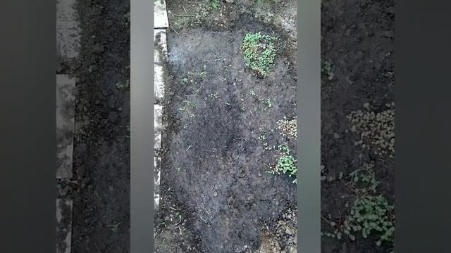 Очиток лидийский , разведение смотреть онлайн