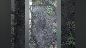 Очиток лидийский , разведение