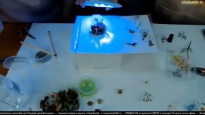 Cоздай интерьерный флористический куб с одуванчиком в эпоксидной смоле! Бесплатный мастер-класс