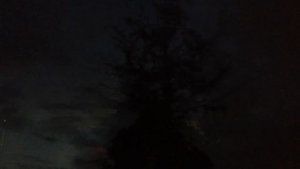 Ночной крик совенка. Ново-Переделкино. г. Москва 03.07.2016