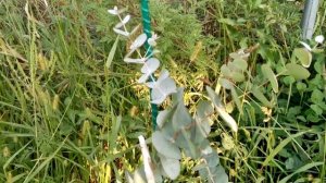 Эвкалипт пепельный,Серебряный доллар(Eucalyptus cinerea)