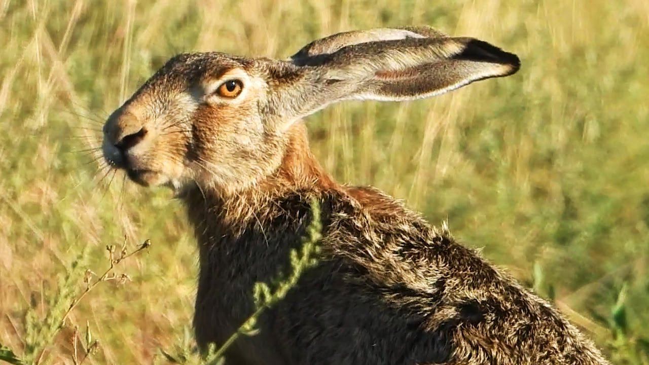 Очень Серьёзный Заяц-русак / A Very Serious Hare смотреть онлайн