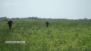 Аграрии Дагестана начали сбор бахчевых