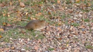 Голоса животных / Крысы самые большие и жирные звуки и крыс / Какой звук издают крысы, писк крысы