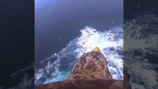 Полет орла с камерой смотреть онлайн