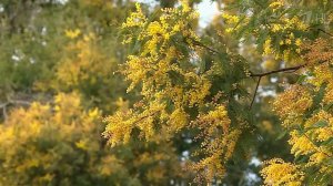 К 8 марта в Россию из Абхазии ввезли рекордные 97 тонн мимозы