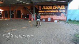 Дрессировка щенка. С чего необходимо начинать дрессировку собаки