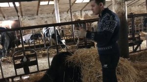 Парез у коровы .Средняя форма Пареза .Поднял за 20 минут !