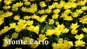 THE BEST VARIETIES OF TULIPS | ЛУЧШИЕ СОРТА ТЮЛЬПАНОВ