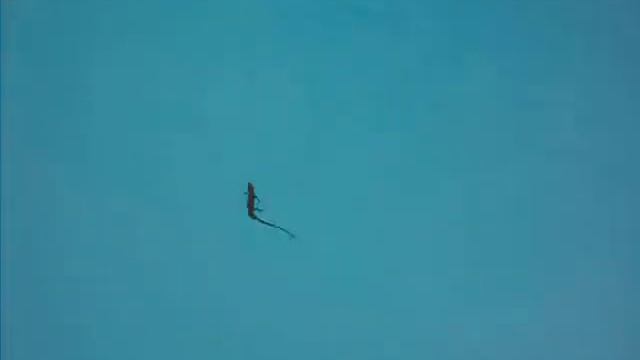 salamander swimming! смотреть онлайн