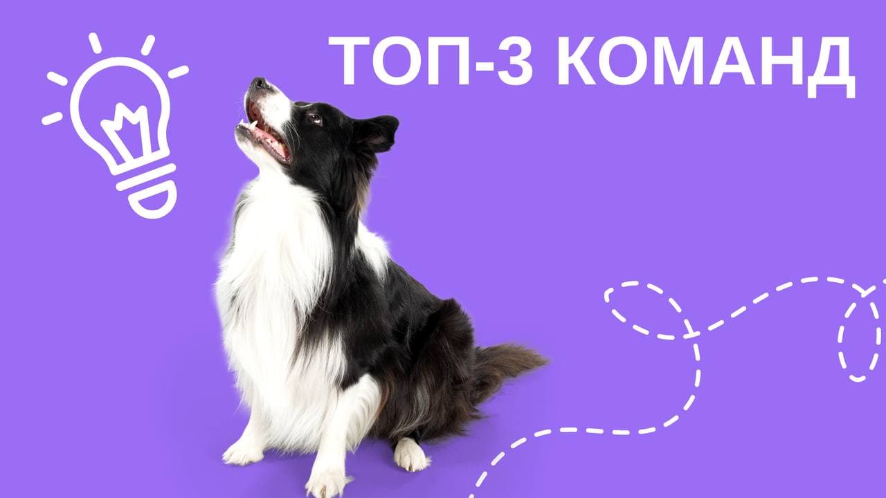 Топ-3 упражнений для воспитания собак